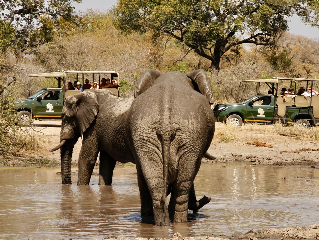 Kruger NP olifanten Zuid Afrika groepsrondreis 14